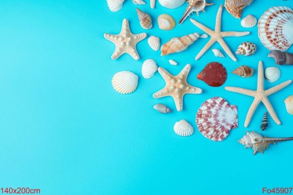 sea background with seashells and starfish on a blue background.