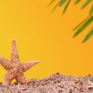 starfish on the sand on the yellow background