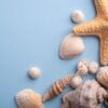 starfish and seashells, summer background