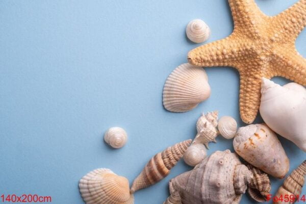 starfish and seashells, summer background