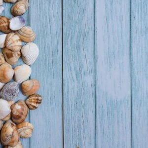 summer beach background, seashells on light blue background. top