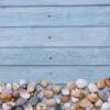 summer beach background, seashells on light blue background. top