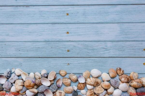 summer beach background, seashells on light blue background. top