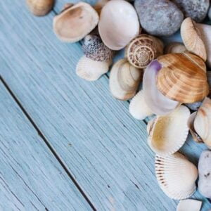 summer beach background, seashells on light blue background. top