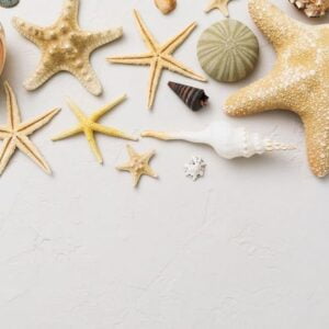 various sea shells on a cement background with a copy of space,