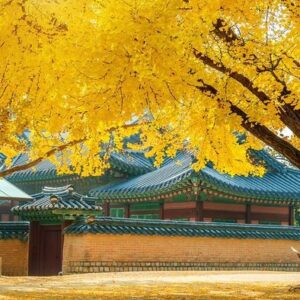 autumn in gyeongbokgung palace,south korea.