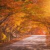 autumn in korea and maple tree in the park , naejangsan national