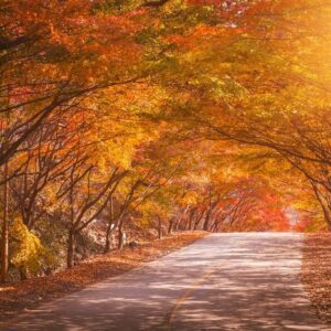 autumn in korea and maple tree in the park , naejangsan national