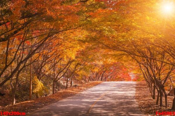 autumn in korea and maple tree in the park , naejangsan national