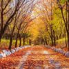 autumn road in the park,seoul korea