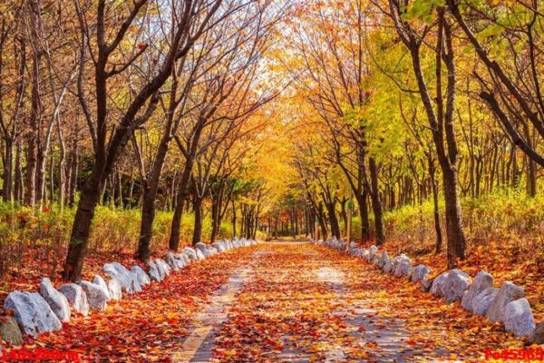 autumn road in the park,seoul korea