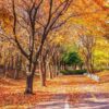 autumn road in the park,seoul korea