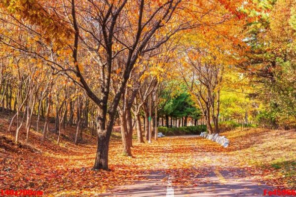 autumn road in the park,seoul korea