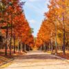 autumn road in the park,seoul korea