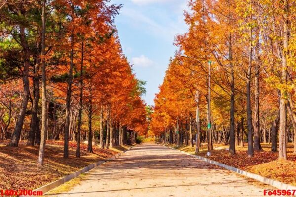 autumn road in the park,seoul korea