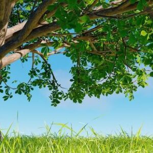 big tree on grassy meadow with shadow of branches