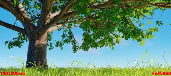 big tree on grassy meadow with shadow of branches