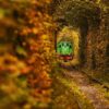 natural tunnel of love in klevan, ukraine. vintage old green tra