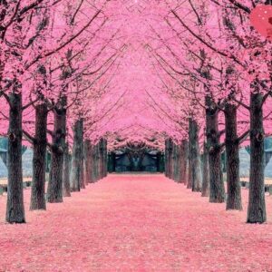 pink tree,nami island in korea