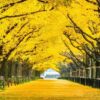 row of yellow ginkgo tree in autumn. autumn park in tokyo, japan