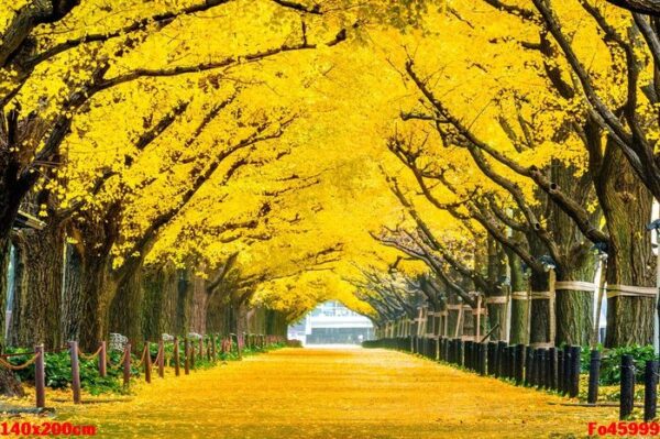 row of yellow ginkgo tree in autumn. autumn park in tokyo, japan