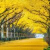 row of yellow ginkgo tree in autumn. autumn park in tokyo, japan