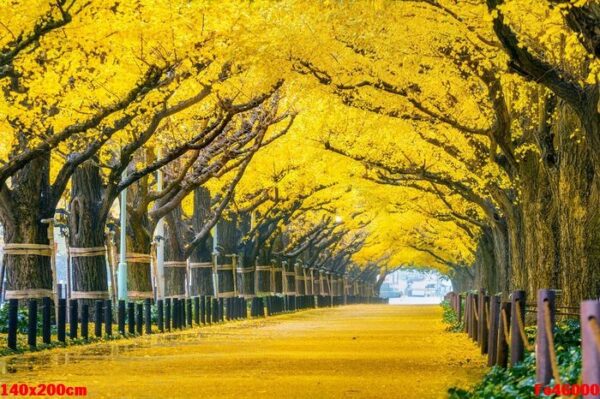 row of yellow ginkgo tree in autumn. autumn park in tokyo, japan