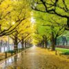 row of yellow ginkgo tree in autumn. autumn park in tokyo, japan