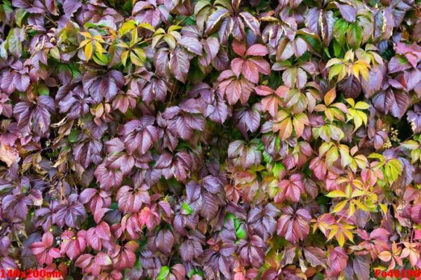 wood lattice with red leaves of wild grapes