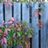 wood lattice with red leaves of wild grapes