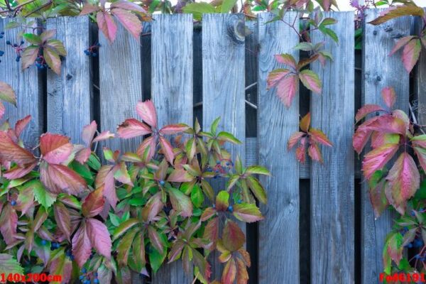 wood lattice with red leaves of wild grapes