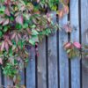 wood lattice with red leaves of wild grapes