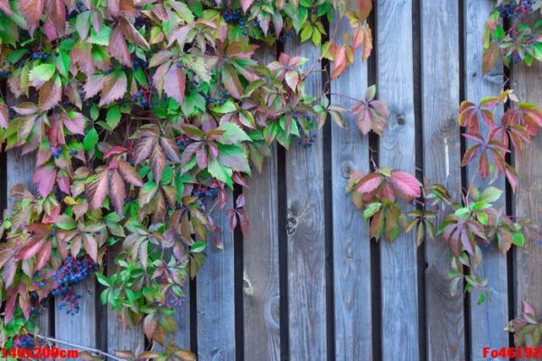 wood lattice with red leaves of wild grapes