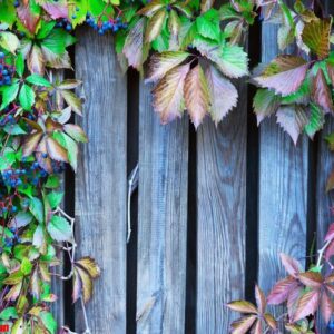 wood lattice with red leaves of wild grapes