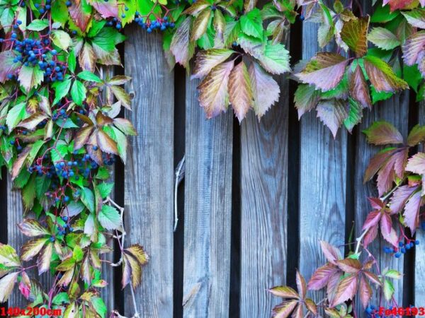 wood lattice with red leaves of wild grapes