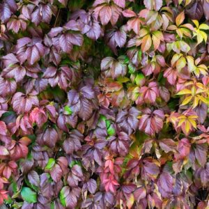 wood lattice with red leaves of wild grapes