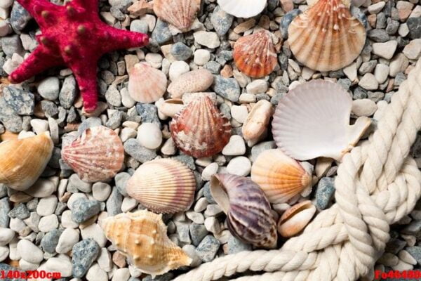 background with colorful seashells and ropes lying on seashore