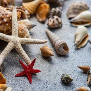 summer background with sea shells