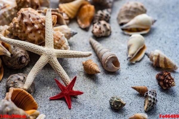 summer background with sea shells