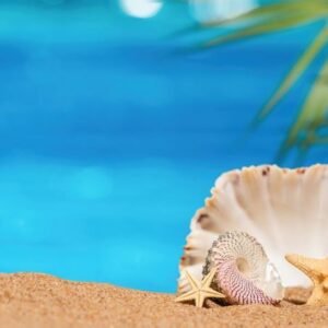 seashells and starfish by the sea.