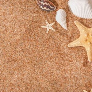 seashells and starfishes on the sand with copy space.