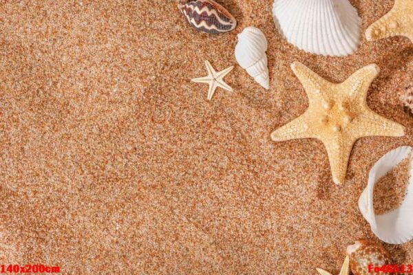 seashells and starfishes on the sand with copy space.