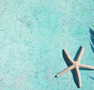 starfish with tropical palm leaves on blue cement background. su