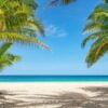 summer background of coconut palm trees on white sandy beach lan