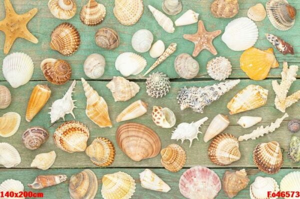 the summer background with seashells on the wooden backdrop