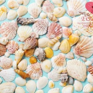 summer concept with sea shells and starfish on a blue background. top view.