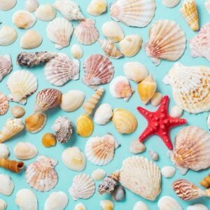 summer concept with sea shells and starfish on a blue background. top view.