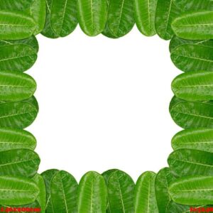 frangipani frame leaf isolated on white background