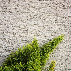 green plant growing on a wall