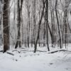 tranquil scene of a snowy forest with frosted branches